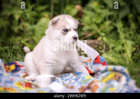 Sibirischer Husky-Hündchen, der draußen auf einer Decke liegt Stockfoto