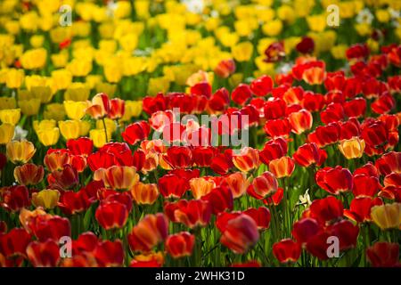 Blumenwiese mit bunten Tulpen, Insel Mainau, Bodensee, Baden-Württemberg, Deutschland Stockfoto