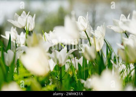 Blumenwiese mit Tulpen, Insel Mainau, Bodensee, Baden-Württemberg, Deutschland Stockfoto