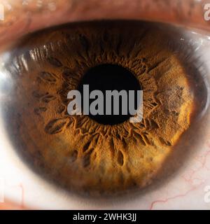 Beschreibung: Weibliches Braunes Auge Mit Langen Wimpern In Nahaufnahme. Strukturelle Anatomie. Supermakro-Detail Mit Menschlicher Iris. Stockfoto