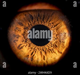 Beschreibung: Weibliches Braunes Auge Mit Langen Wimpern In Nahaufnahme. Strukturelle Anatomie. Makrodetails Für Menschliche Blende. Stockfoto