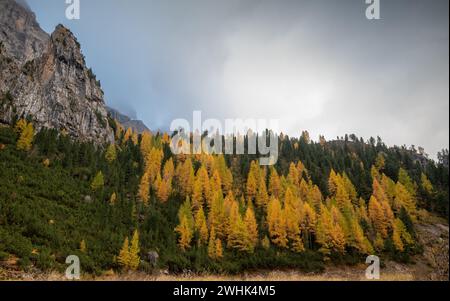 Im Herbst glühende Larche-Bäume am Rand des felsigen Berges. Herbstlandschaft im Wald. Stockfoto