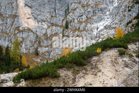 Im Herbst glühende Larche-Bäume am Rand des felsigen Berges. Herbstlandschaft im Wald. Stockfoto