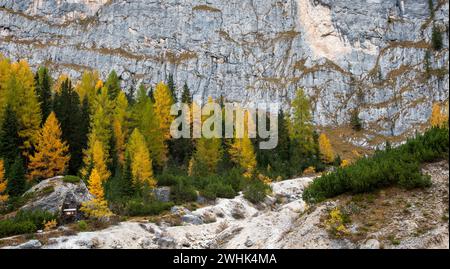 Im Herbst glühende Larche-Bäume am Rand des felsigen Berges. Herbstlandschaft im Wald. Stockfoto