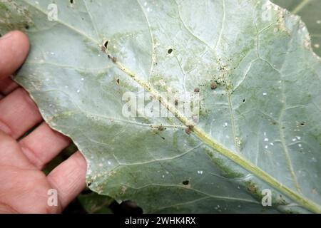 Gefleckter Kohl-Stammkäfer (Ceutorhynchus pallidactylus) auf Kohlrabi-Blättern Stockfoto