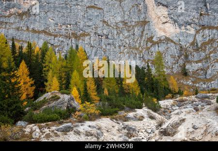 Im Herbst glühende Larche-Bäume am Rand des felsigen Berges. Herbstlandschaft im Wald. Stockfoto