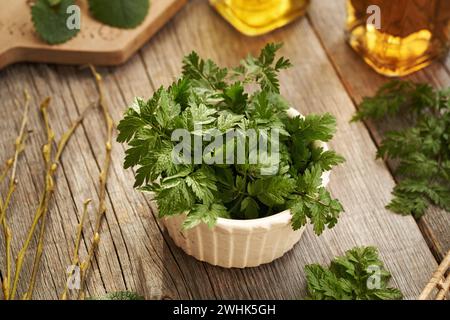 Junge Kuh Petersilie Blätter in einer Schüssel auf einem Tisch - eine wilde essbare Pflanze, die im Spätwinter geerntet wird Stockfoto