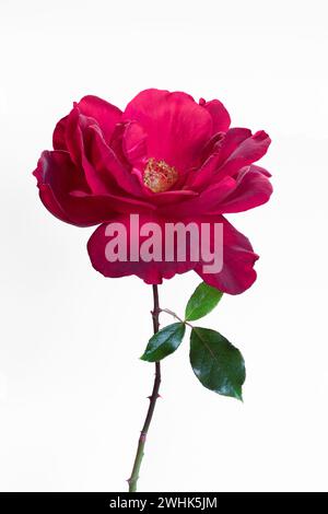 Rote Gartenrose isoliert auf weißem Hintergrund Stockfoto