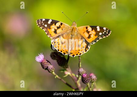 Malerin (Vanessa cardui, Syn.: Cynthia cardui) auf einer Distel Stockfoto