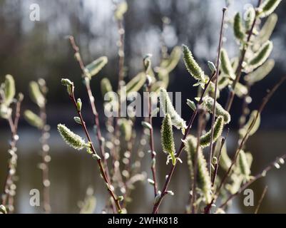 Weidenzweige mit Knospen im frühen Frühjahr, geringe Schärfentiefe Stockfoto