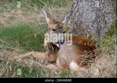 Hirsch (Capreolus capreolus), auf dem Waldboden liegend und ihr Fell leckend, gefangen, Thüringen, Deutschland Stockfoto