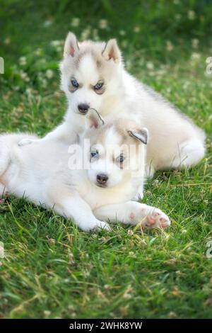 Zwei kleine Husky-Welpen mit blauen Augen, Porträt Stockfoto