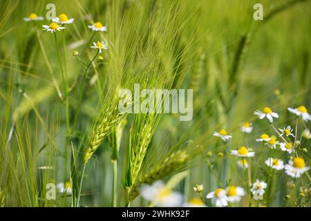 Gerstenohren mit langen Markisen und halbreifem Getreide wachsen zusammen mit Kamillenblüten auf einem Feld, Konzept für Biodiversität und agr Stockfoto