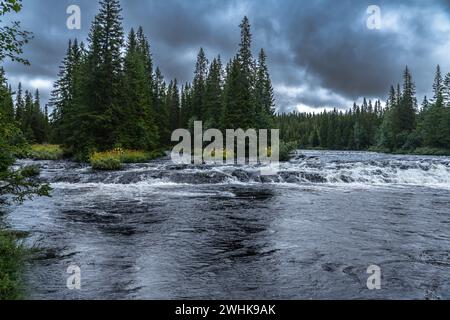 Malerischer Storån Waldfluss in der Morgenröte, fließender Bach am Ufer entlang mit Kiefern, Büschen und gelben Blumen, dunkler bewölkter Himmel. Nordische Wildnis Stockfoto