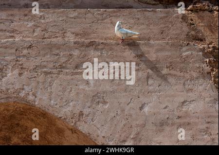 Weiße Taube an einer Hauswand, Friedentaube, Frieden, Symbol, symbolisch, Vogel, Tier, weiß, Tonputz, Wand, Shadow, Marrakesch, Marokko Stockfoto