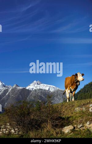 Kuh mit Kuhglocke in den Schweizer Alpen, Freiland, Viehzucht, Wallis, Schweiz Stockfoto