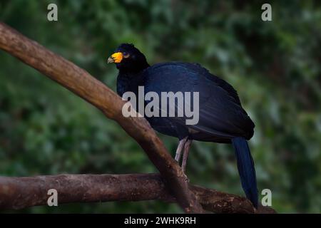 Schwarzer Curassow-Vogel (Crax Alector) Stockfoto