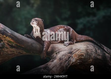 Riesen-Otter (Pteronura brasiliensis) Stockfoto