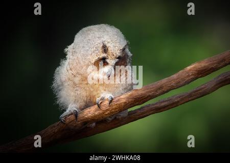 Baby gestreifte Eulen (Asio clamator) - Greifvogel Stockfoto