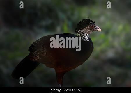 Weibliche Große Curassow (Crax Rubra) Stockfoto