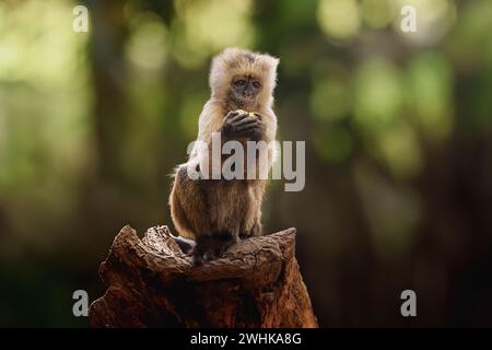 Junger Kapuzineraffen mit Keilkappe (Cebus olivaceus) Stockfoto