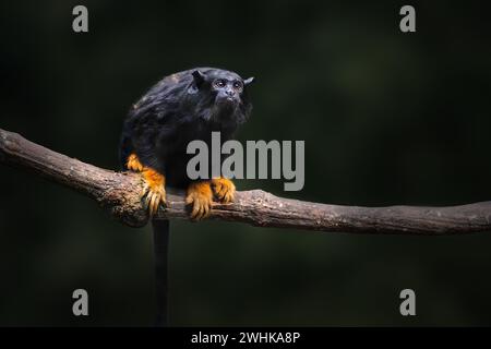 Tamarin-Affe mit goldenen Händen (Saguinus midas) Stockfoto
