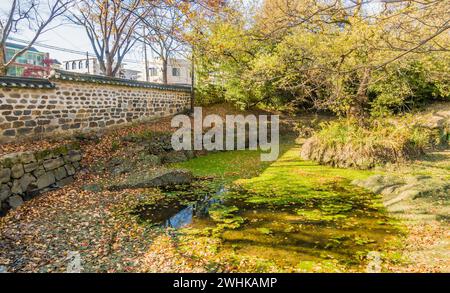 Landschaft eines kleinen Teichs bedeckt mit grünen Algen in einem städtischen öffentlichen Park in Daejeon, Südkorea, getrennt von der Straße durch eine Steinmauer mit großen Bäumen Stockfoto