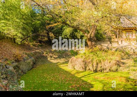 Landschaft eines kleinen Teichs bedeckt mit grünen Algen in einem städtischen öffentlichen Park in Daejeon, Südkorea mit großen Bäumen und einem kleinen Gebäude im Hintergrund Stockfoto