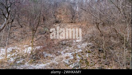 Pfad aus Granitsteinen und Felsen durch Äste kleiner Bäume, der zu einer großen Granitmauer in einem schneebedeckten Wald führt Stockfoto