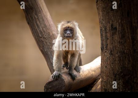 Junger Kapuzineraffen mit Keilkappe (Cebus olivaceus) Stockfoto