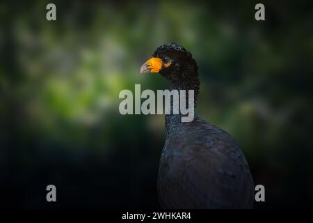 Schwarzer Curassow-Vogel (Crax Alector) Stockfoto