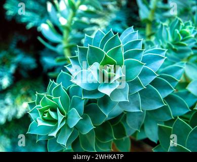 Großaufnahme von Euphorbia myrsinites, breitblättrige glaucous spurge Leavage / Laub, England, UK Stockfoto