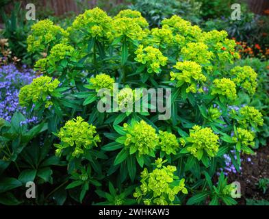 Euphorbia palustris Sumpfpflanze wächst in Garden Border, England, Großbritannien Stockfoto