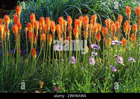 Kniphofia Fiery Fred, Red Hot Poker Blumen mit Scabious Penhill Blue Blumen in Garden Border, England, Großbritannien Stockfoto