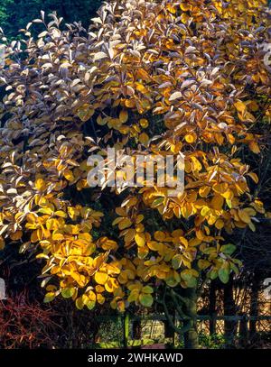 Hübsche Herbstfarbe des Sorbus thibetica „John Mitchell“ (tibetischer Weißbalken) Baum, England, Großbritannien. Stockfoto