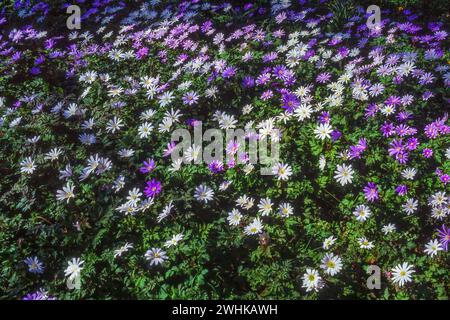 Bunte blau-weiße gemischte Anenome Blanda Blüten (Anemonoides blanda) im Frühling, Leicestershire, England, Großbritannien Stockfoto