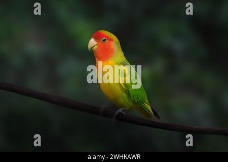 Rosy-face Lovebird (Agapornis roseicollis) - Papagei Stockfoto