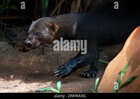 Tayra (Eira barbara) - Mittel- und Südamerika Mustelid Stockfoto