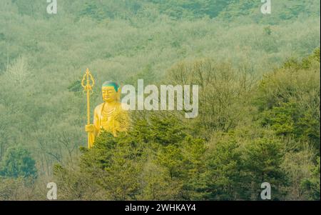 Hohe Statue des goldenen buddhas, die über einem immergrünen Baumhain thront, an bewölktem Tag auf dem Land Stockfoto