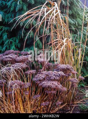 Wintergarten Laub von Sedum Spectabile „Autumn Joy“ und Miscanthus sinesis variegatus (japanisches Silbergras) mit Raureif, England, Vereinigtes Königreich Stockfoto