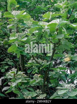 Helle Blätter des Sorbus thibetica 'John Mitchell' (tibetischer Weißbalken) Baum, England, Vereinigtes Königreich. Stockfoto