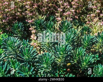 Euphorbia character (Euphorbia wulfenii / Mediterranean Spurge) & Philomis italica (Balearen Salbei) Pflanzen wachsen in Garden Border, England, Großbritannien Stockfoto