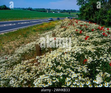 Masses of pretty white daisies and red poppy flowers growing on roadside verge, England, UK Stockfoto