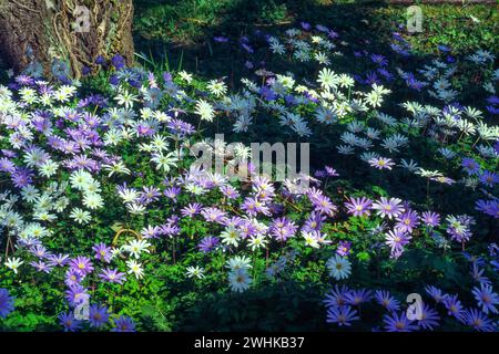 Bunte blau-weiße gemischte Anenome Blanda Blüten (Anemonoides blanda) im Frühling, Leicestershire, England, Großbritannien Stockfoto