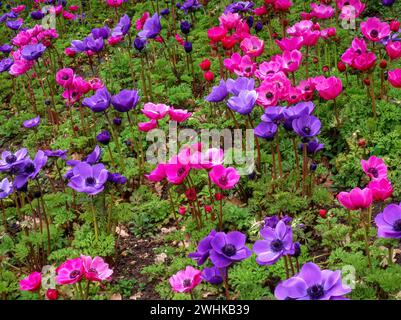 Pretty Anemone 'Sylphide' (rosa) & 'Mr Fokker' (blau) Blumen (alias Poppy Anemones) im englischen Gartenblumenbeet, England, Großbritannien Stockfoto