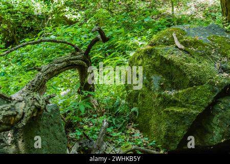 Ein alter, seltsamer Baum in trockenem, bewachsenem Flussbett neben einem großen, moosbedeckten Felsbrocken Stockfoto