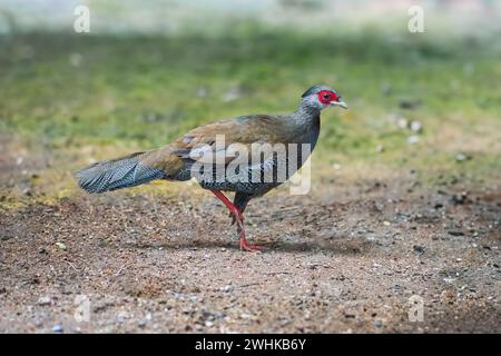 Weiblicher Silberfasan (Lophura nycthemera) Stockfoto