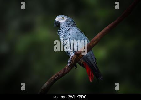 Graupapagei (Psittacus erithacus) oder Kongo Afrikanischer Graupapagei Stockfoto