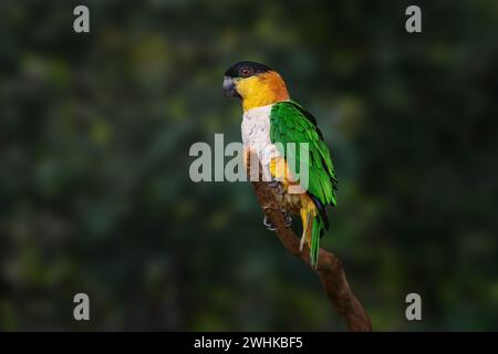 Schwarzkopf-Papageienvogel (Pionites melanocephalus) Stockfoto