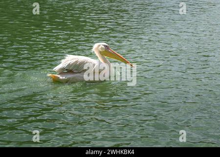 Großer weißer Pelikan (Pelecanus onocrotalus) Schwimmen Stockfoto